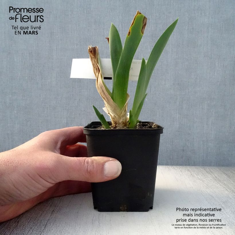 Iris germanica Kinkajou Shrew 8/9 cm pot sample as delivered in spring
