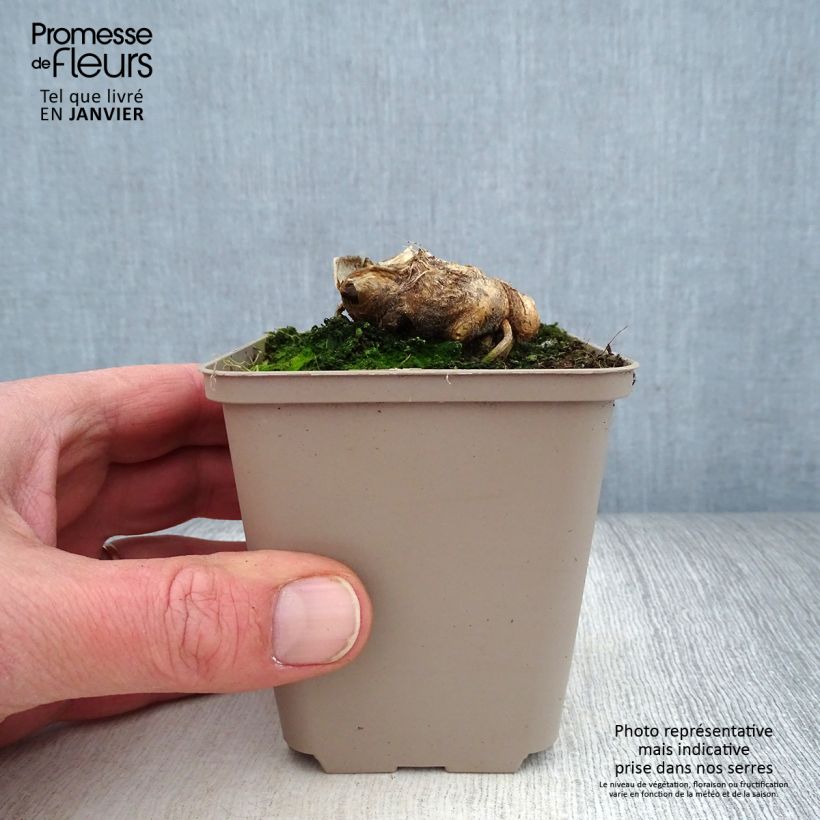 Iris germanica Man from Rio 8/9 cm pot sample as delivered in winter