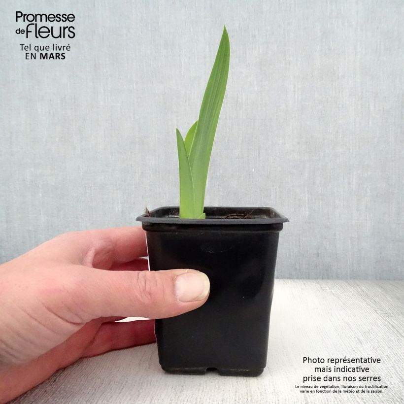 Iris germanica Mariposa Autumn 8/9 cm pot sample as delivered in spring