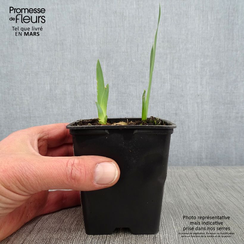 Iris germanica Marron Chaud - Bearded Iris 8/9 cm pot sample as delivered in winter