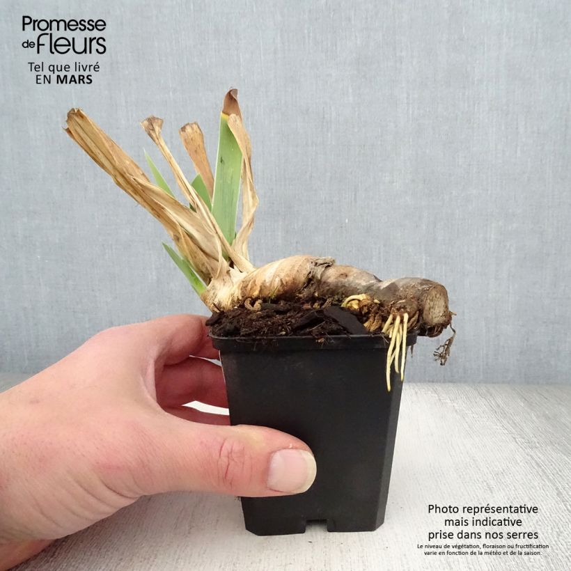 Iris germanica Mary Frances 8/9 cm pot sample as delivered in spring