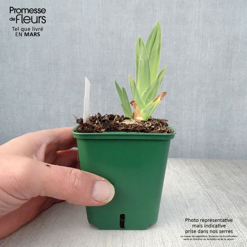 Iris Night Edition - Tall Bearded Iris 8/9 cm pot sample as delivered in spring