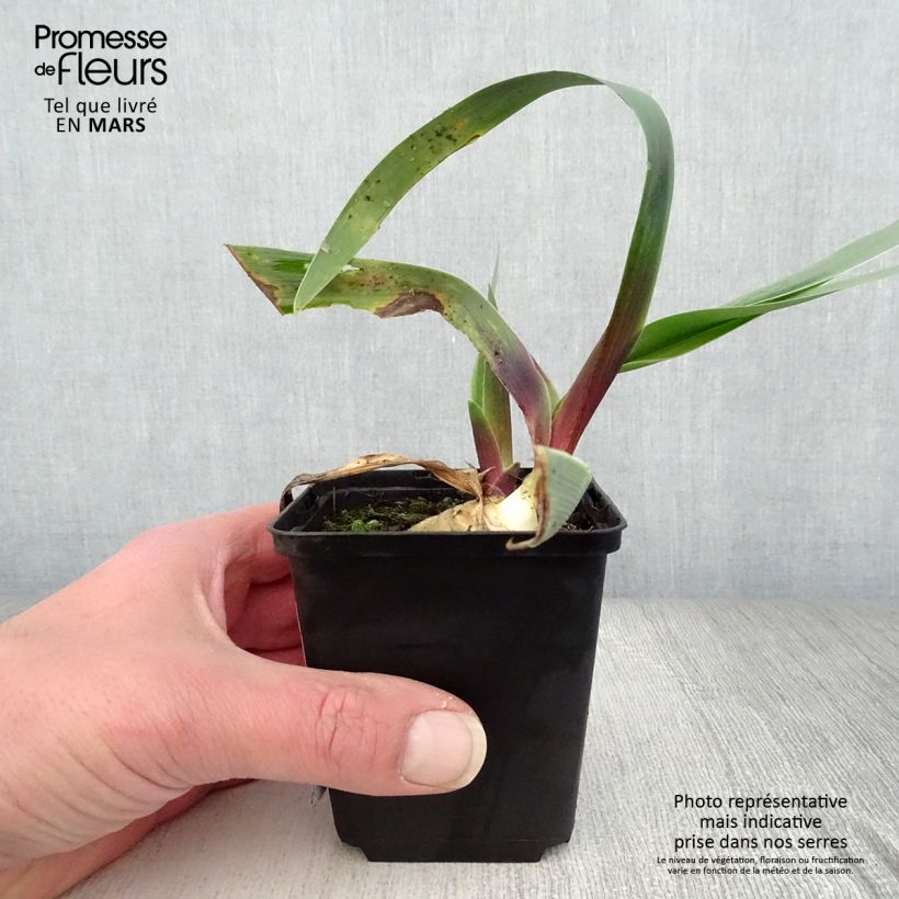 Iris Ominous Stranger - Tall Bearded Iris 8/9 cm pot sample as delivered in spring