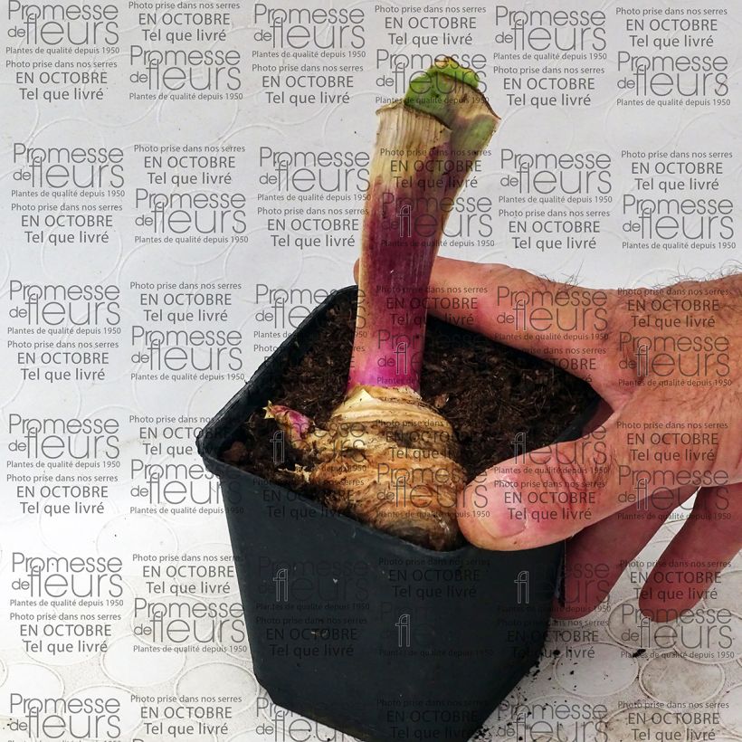 Example of Iris Play with Fire 8/9 cm pot specimen as delivered