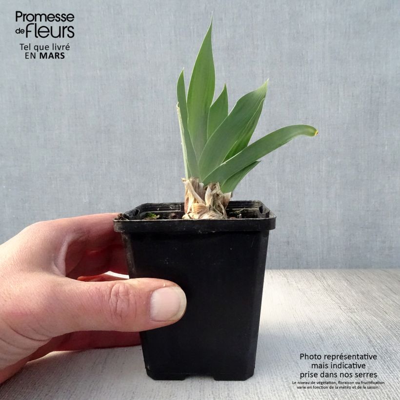 Iris Red Orchid - Bearded Iris 8/9 cm pot sample as delivered in spring