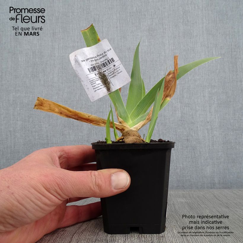 Iris Robe du soir - Bearded Iris 8/9 cm pot sample as delivered in winter