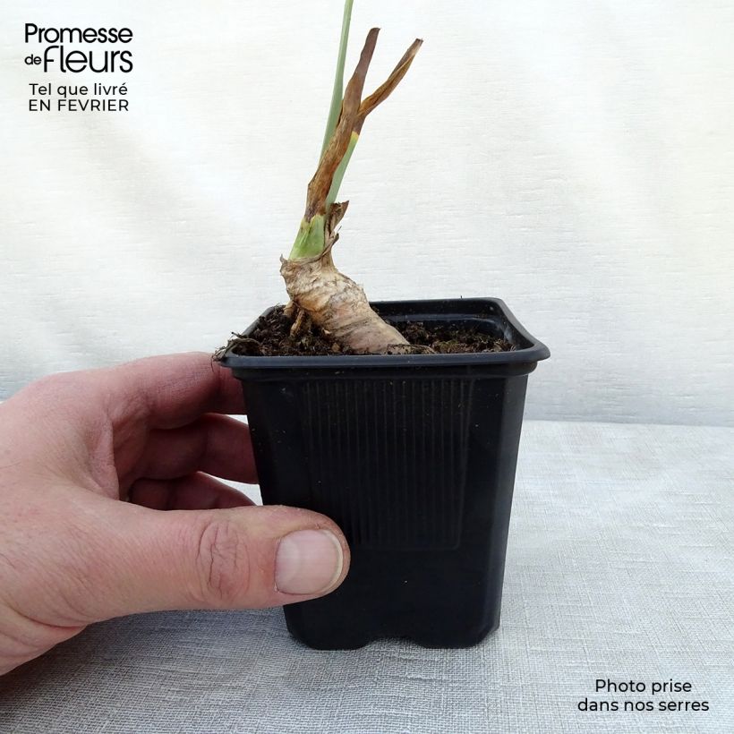 Iris Rosalie Figge - Tall Bearded Iris 8/9 cm pot sample as delivered in winter