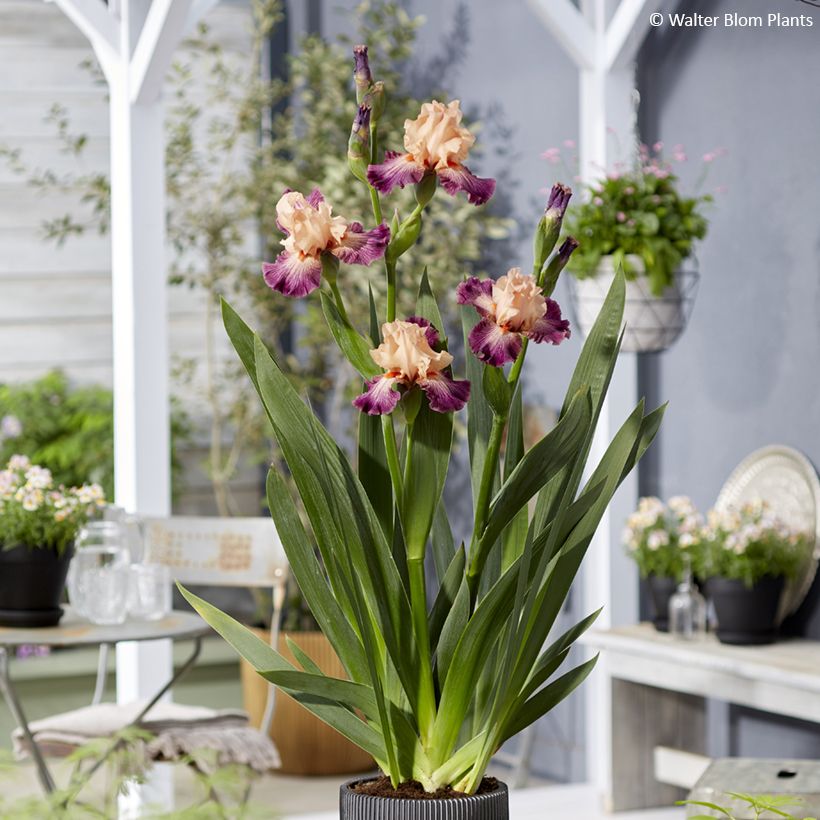 Iris Rose de Perse - Tall bearded iris (Plant habit)
