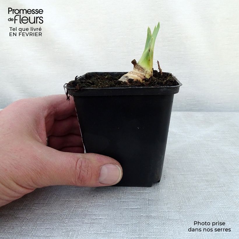 Iris Ruffled Goddess - Tall Bearded Iris 8/9 cm pot sample as delivered in winter