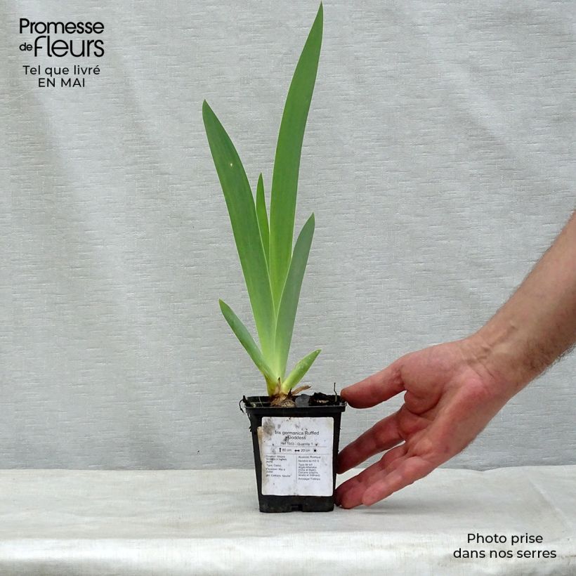 Iris Ruffled Goddess - Tall Bearded Iris 8/9 cm pot sample as delivered in spring