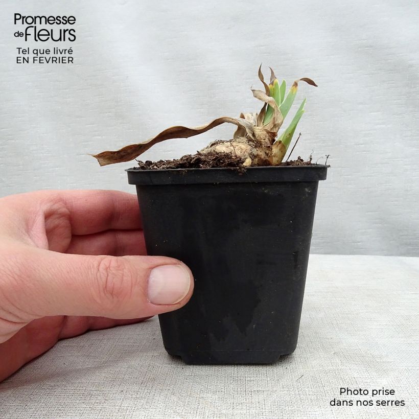 Iris Shah Jehan - Tall Bearded Iris 8/9 cm pot sample as delivered in winter