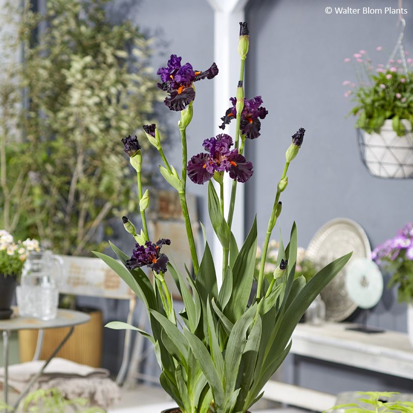 Iris Sharp Dressed Man - Tall bearded iris (Plant habit)