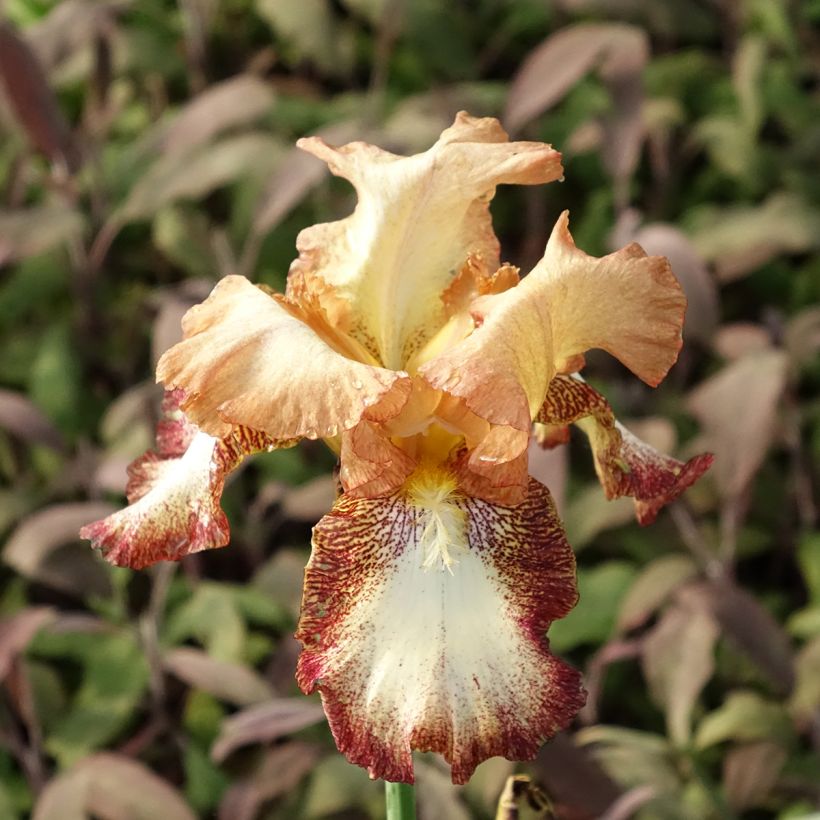 Iris Siva Siva - Tall Bearded Iris (Flowering)