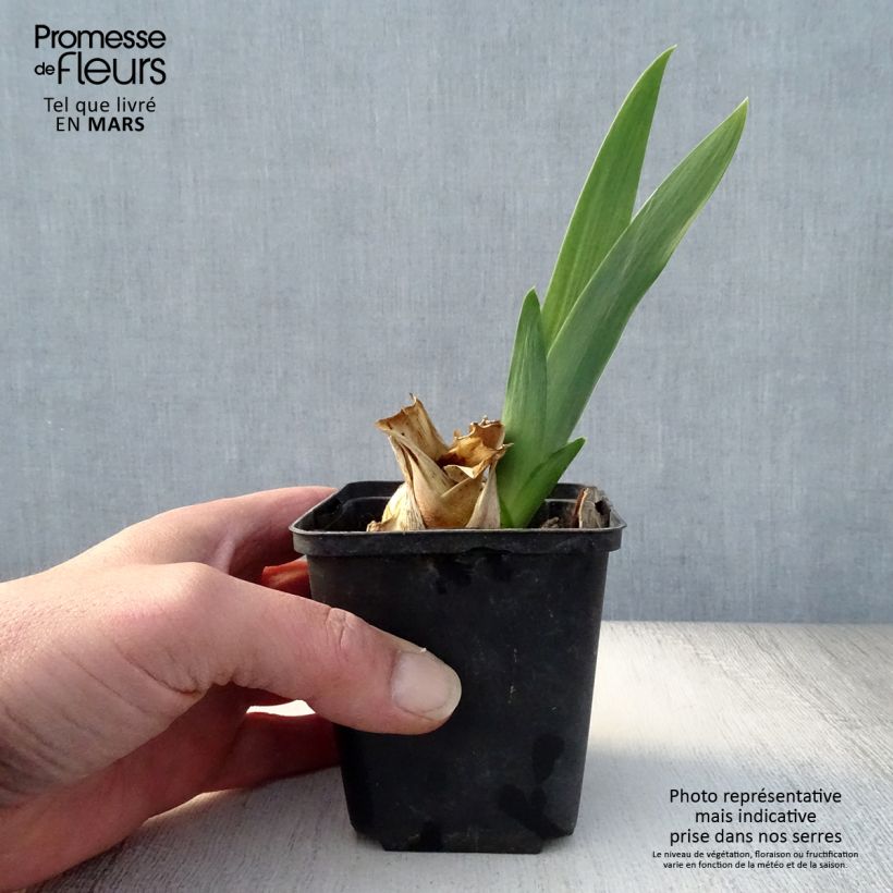 Iris Skyfire - Tall Bearded Iris 8/9 cm pot sample as delivered in spring