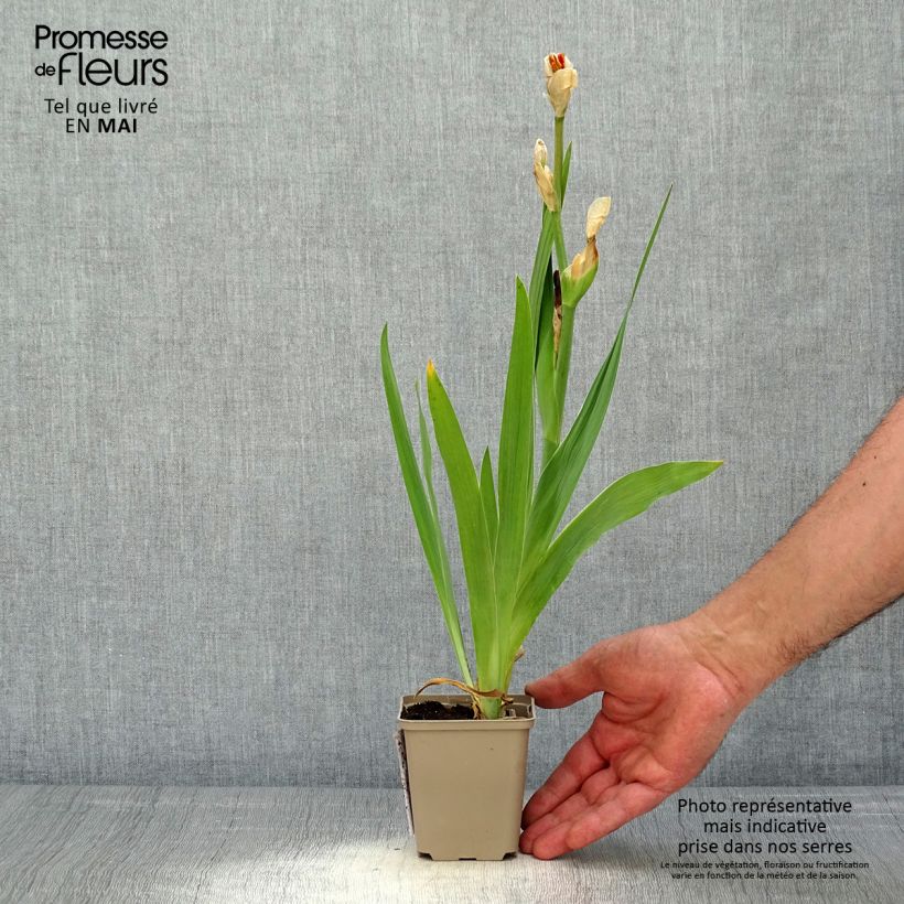 Iris Sorbet Fraise - Tall Bearded Iris 8/9 cm pot sample as delivered in spring