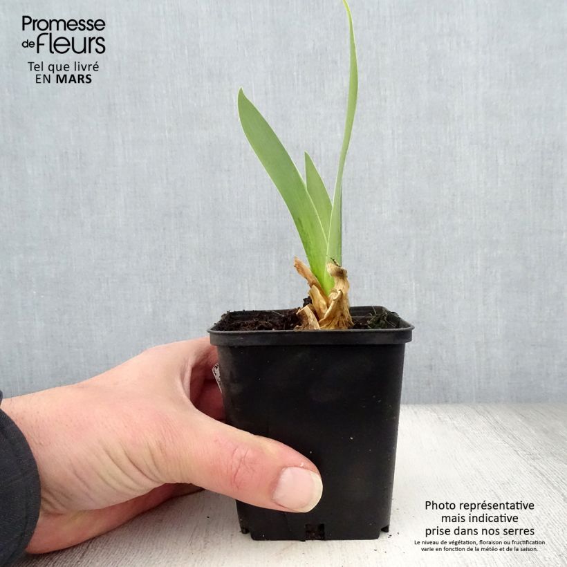 Iris Sorcellerie  - Bearded Iris 8/9 cm pot sample as delivered in spring