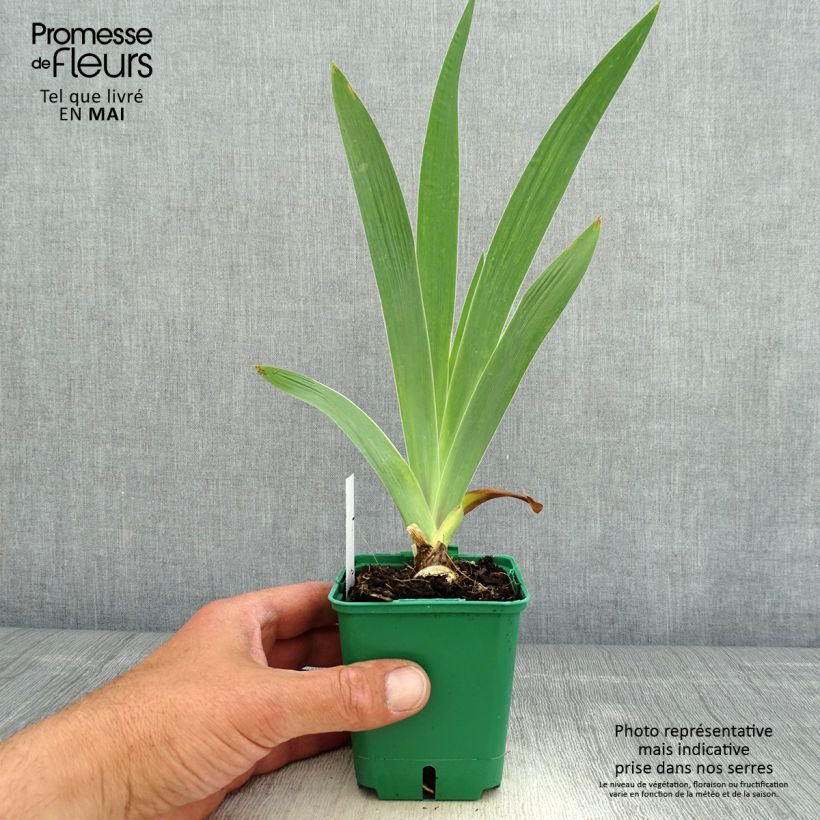 Iris Sultans Palace - Tall Bearded Iris 8/9 cm pot sample as delivered in spring
