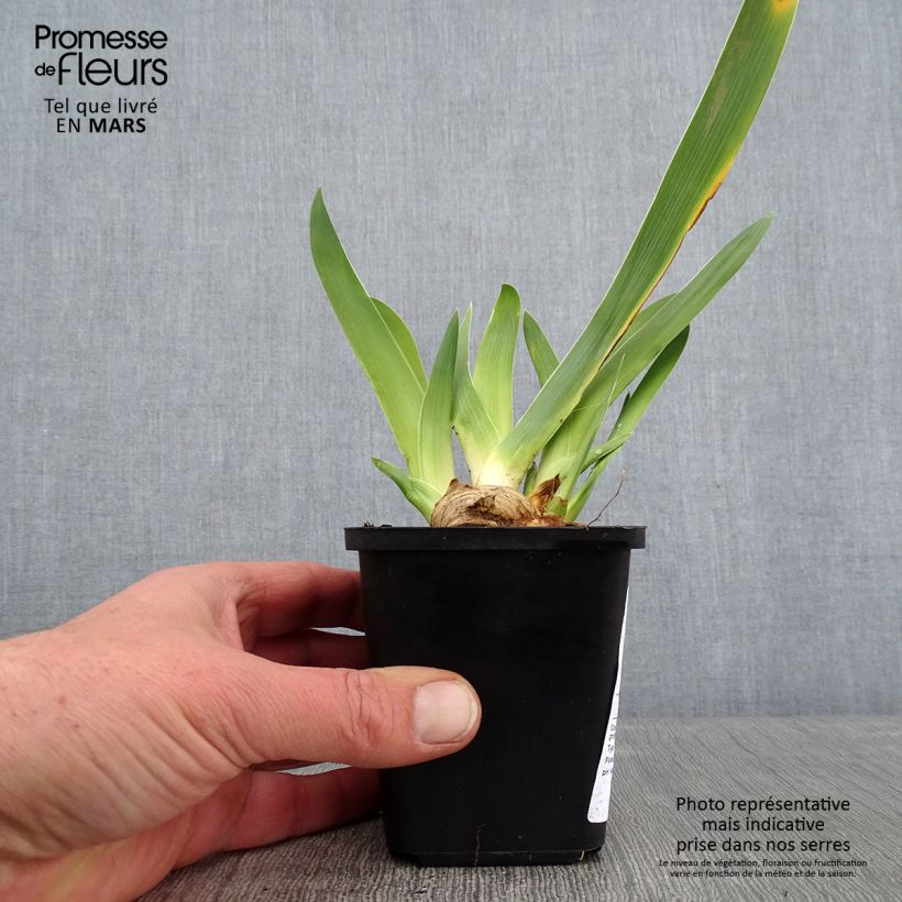 Iris Sur la plage - Tall Bearded Iris 8/9 cm pot sample as delivered in winter
