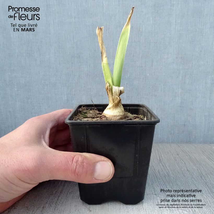 Iris Tiger Honey - Tall Bearded Iris 8/9 cm pot sample as delivered in spring