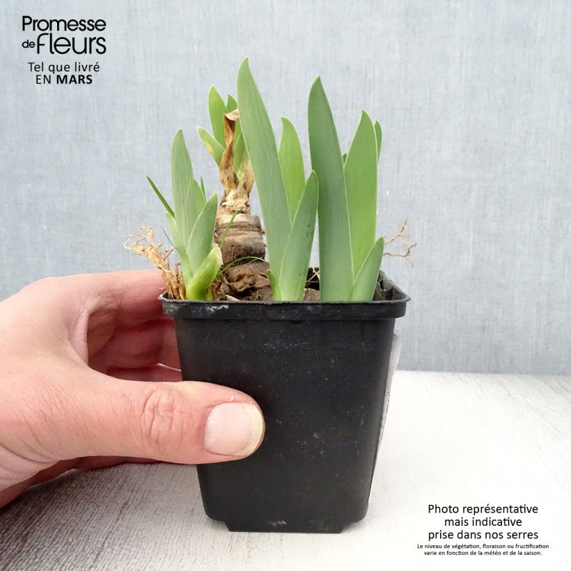 Iris Urluberlu - Tall Bearded Iris 8/9 cm pot sample as delivered in spring