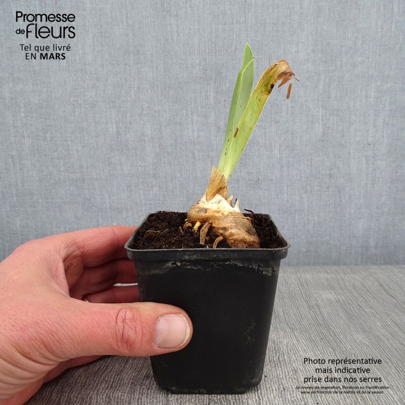 Iris Virgule - Tall Bearded Iris 8/9 cm pot sample as delivered in winter