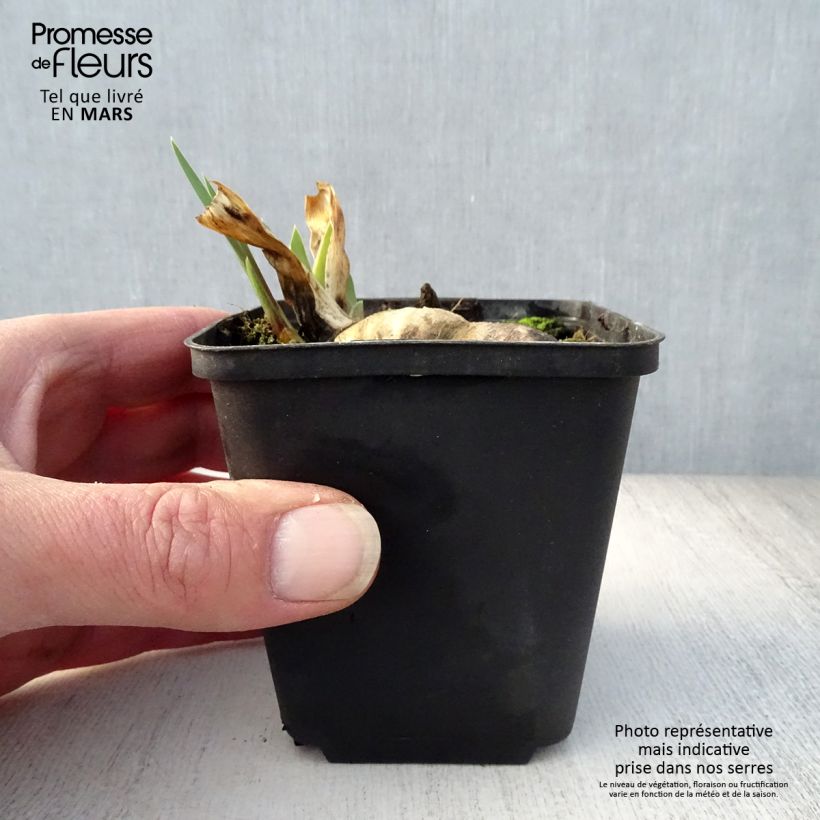 Iris Wabash - Tall Bearded Iris 8/9 cm pot sample as delivered in spring