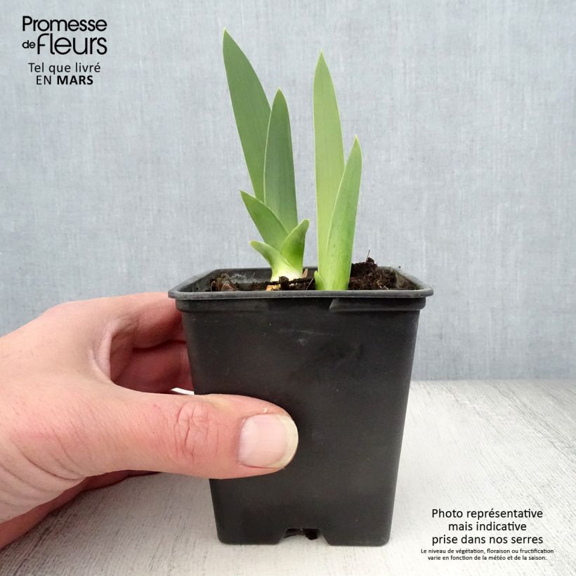 Iris Yaquina Blue - Tall Bearded Iris 8/9 cm pot sample as delivered in spring