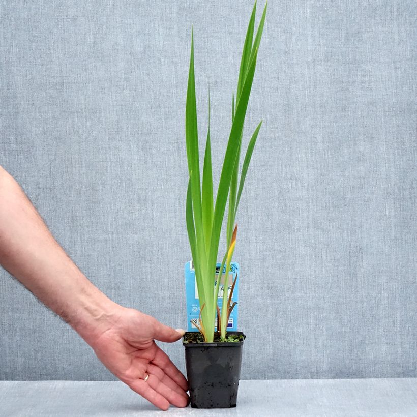 Iris laevigata Mottled Beauty - Water Iris 8/9 cm pot sample as delivered in spring