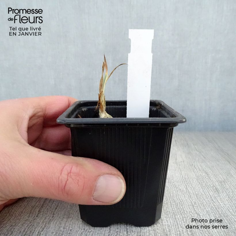 Iris pallida Variegata - Sweet Iris 8/9 cm pot sample as delivered in winter