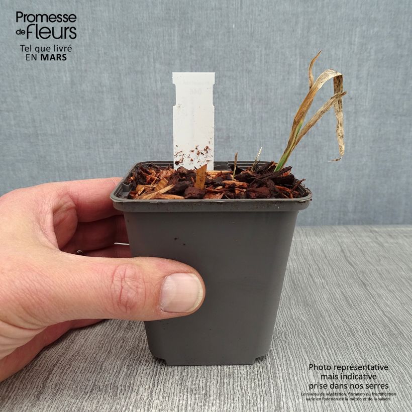 Iris pseudacorus Creme de la Creme - Yellow Flag 8/9 cm pot sample as delivered in winter