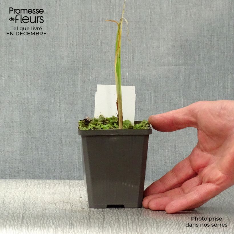 Iris pseudacorus - Yellow Flag 8/9 cm pot sample as delivered in winter