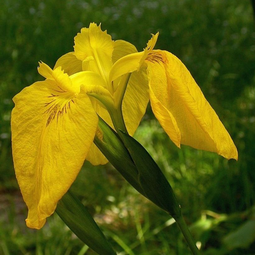 Iris pseudacorus Variegata - Yellow Flag (Flowering)