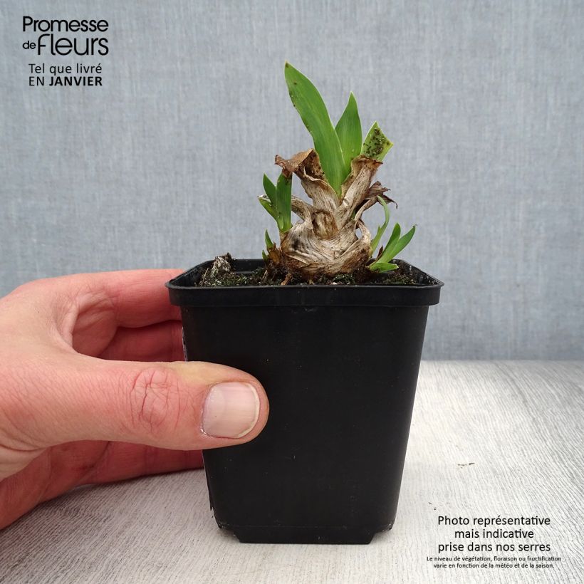 Iris Azurea - Dwarf Iris 8/9 cm pot sample as delivered in winter