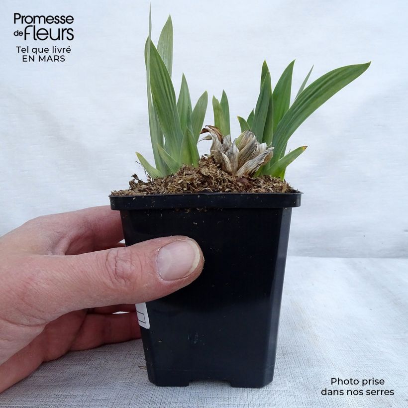 Iris pumila Bright White - Dwarf bearded Iris 8/9 cm pot sample as delivered in spring