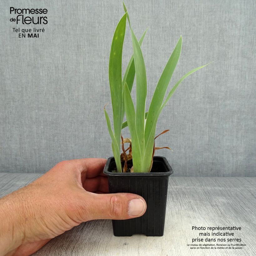 Iris pumila Crispy - Dwarf bearded Iris 8/9 cm pot sample as delivered in spring