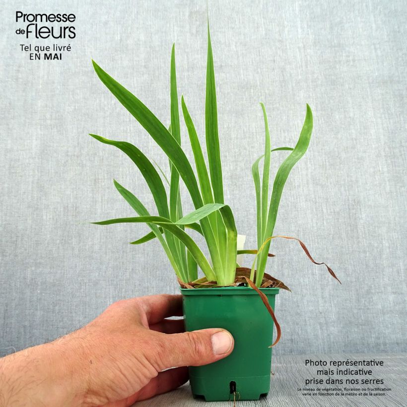 Iris pumila Yellow - Dwarf bearded Iris 8/9 cm pot sample as delivered in spring