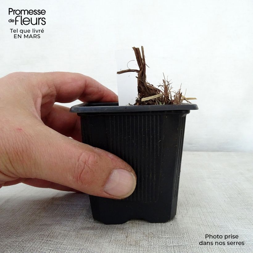 Iris robusta Dark Aura 8/9 cm pot sample as delivered in spring