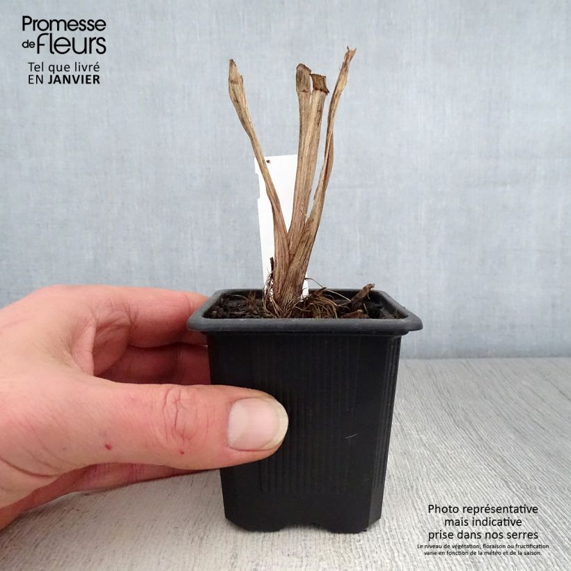 Iris robusta Dark Aura 8/9 cm pot sample as delivered in winter