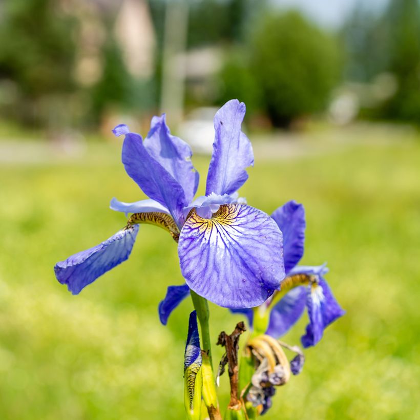 Iris sibirica Frans Gold - Siberian Iris (Flowering)