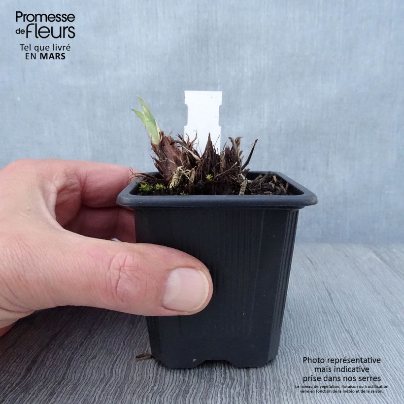 Iris sibirica Concord Crush - Siberian Iris 8/9 cm pot sample as delivered in spring