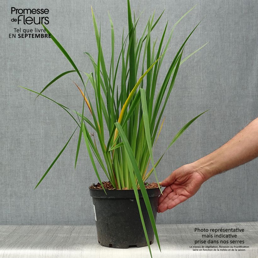 Iris sibirica Frans Gold - Siberian Iris 2L/3L pot sample as delivered in autumn