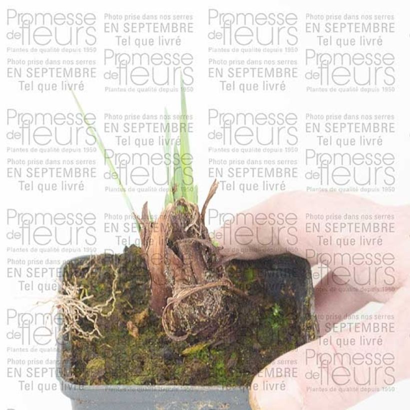 Example of Iris sibirica Lemon Veil 8/9 cm pot specimen as delivered