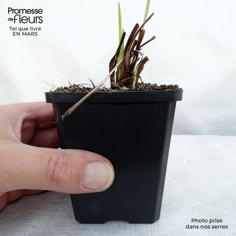 Iris sibirica Perrys Blue - Siberian Iris 8/9 cm pot sample as delivered in spring