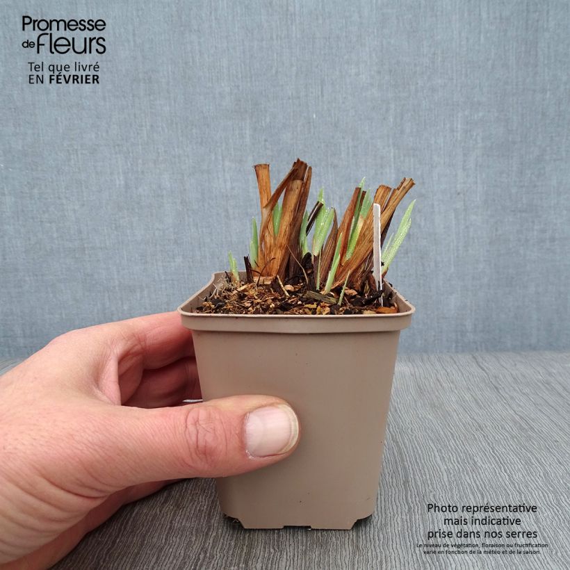 Iris sibirica Persimmon - Siberian Iris 8/9 cm pot sample as delivered in winter