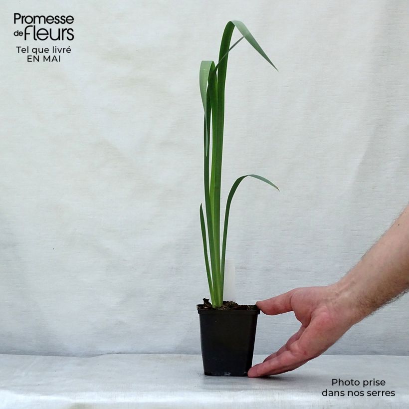 Iris sibirica Snow Queen - Siberian Iris 8/9 cm pot sample as delivered in spring