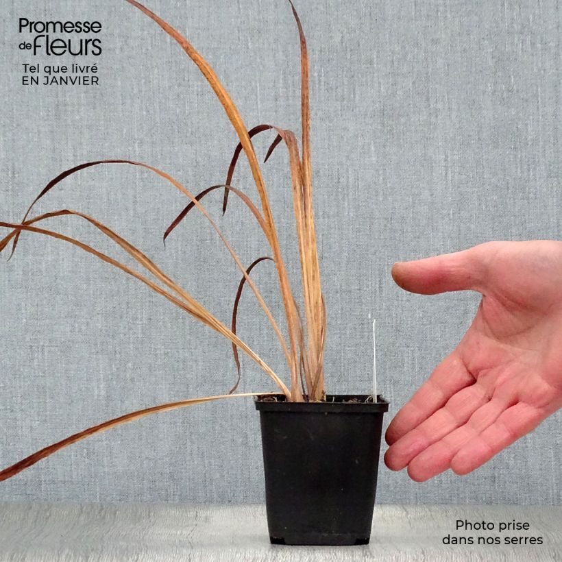 Iris sibirica Snow Queen - Siberian Iris 8/9 cm pot sample as delivered in winter