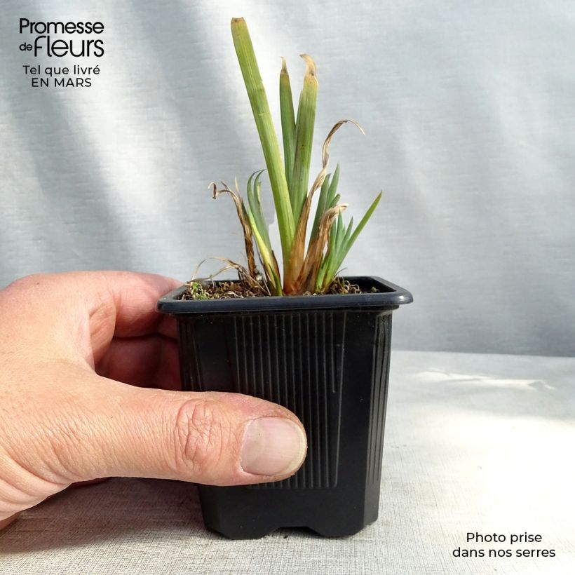 Iris versicolor - Water Iris 8/9 cm pot sample as delivered in spring