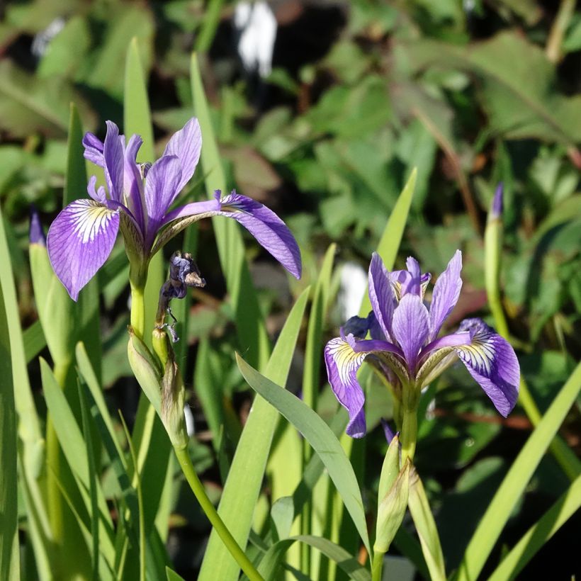 Iris versicolor Variegata - Water Iris (Flowering)