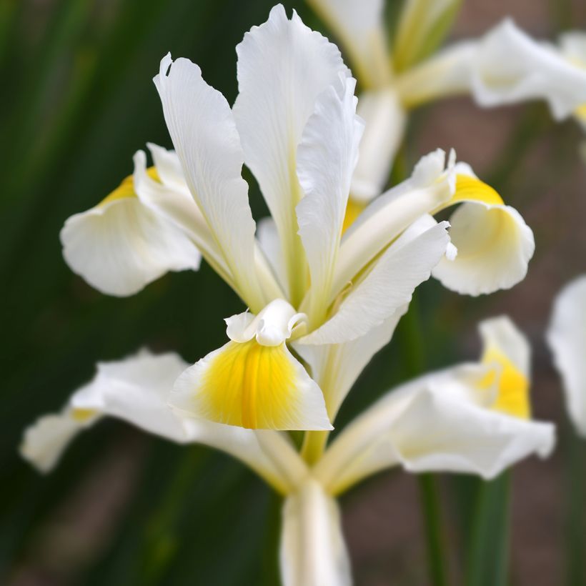 Iris orientalis - Turkish Iris (Flowering)