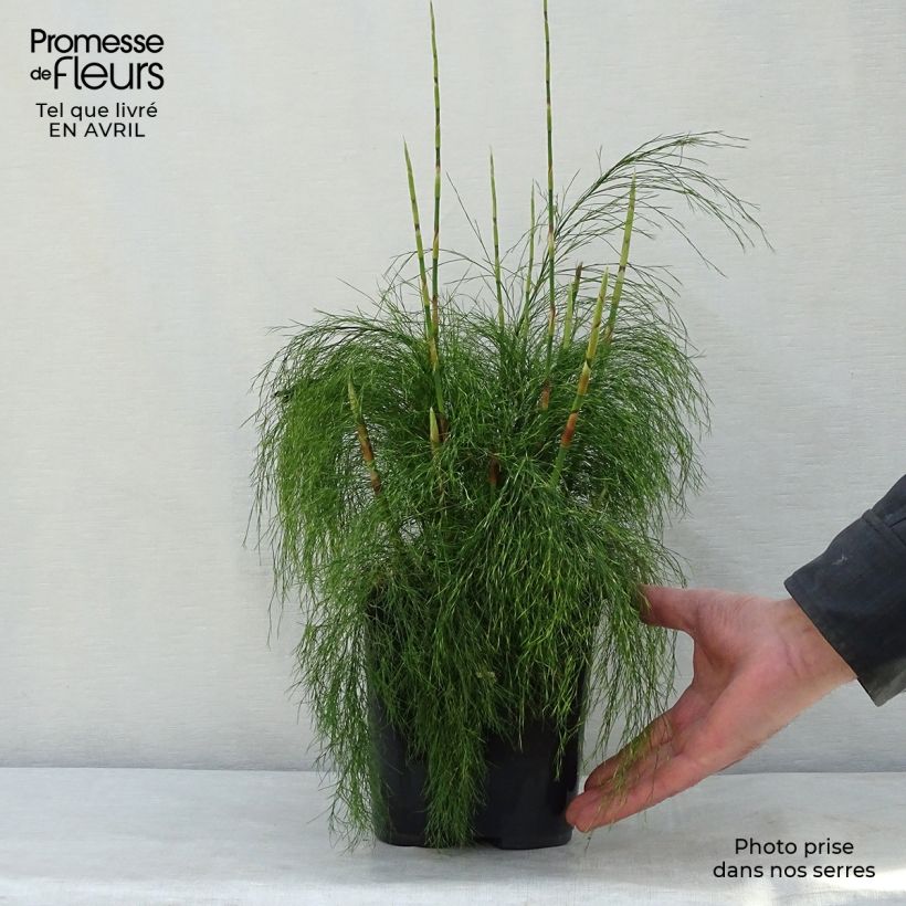 Ischyrolepis subverticillata 2L/3L pot sample as delivered in spring